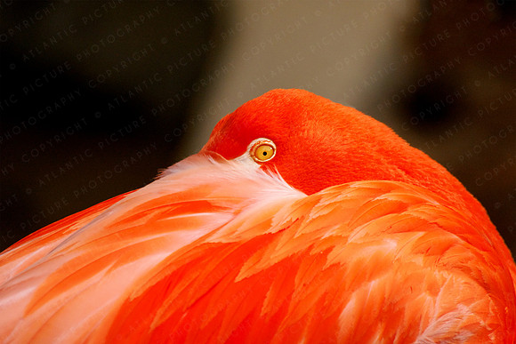 American Flamingo