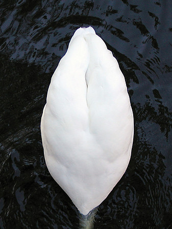 Swan